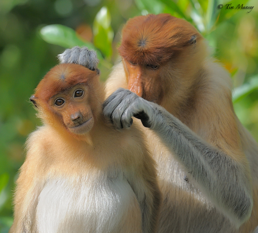 Grooming session